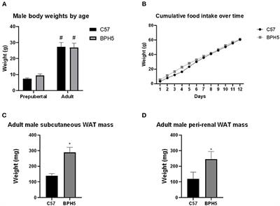 Cardiometabolic Phenotypic Differences in Male Offspring Born to Obese Preeclamptic-Like BPH/5 Mice